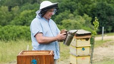 Roman Slavík předsedá chovatelům včel ve Zlínském kraji od roku 2015, snaží se... Roman Slavík předsedá chovatelům včel ve Zlínském kraji od roku 2015, snaží se...