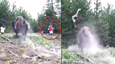 Bizon nabral devítiletou holčičku na rohy. Rodiče utekli Bizon nabral devítiletou holčičku na rohy. Rodiče utekli