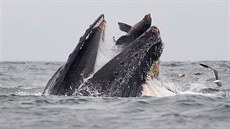Fotograf a biolog Chase Dekker na unikátním snímku zachytil plejtváka ve... Fotograf a biolog Chase Dekker na unikátním snímku zachytil plejtváka ve...