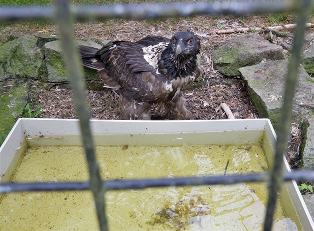 Provizorní plastové nádoby, které oetovatelé umístili do voliér, zaruí, e...