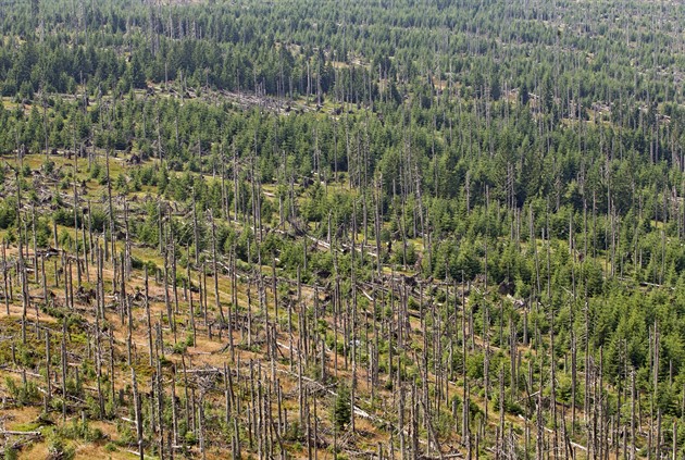 Pohled na umavské lesy z rozhledny na Poledníku.