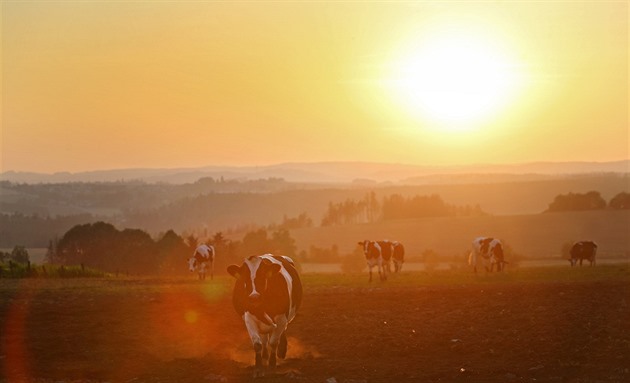 Kdy se chýlí horký letní den ke konci, ocení to i krávy na vyprahlé louce u...