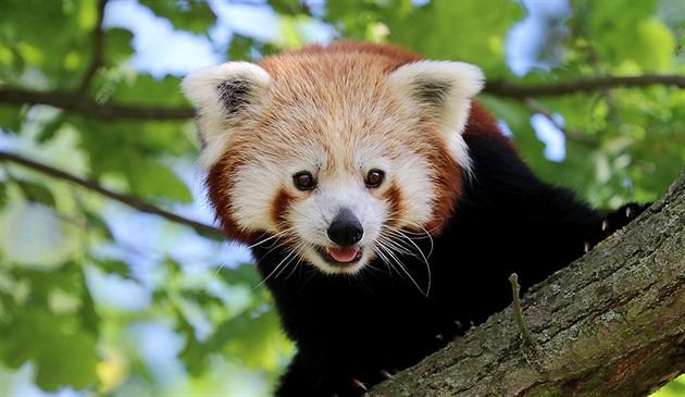 V plzeské zoologické zahrad postrádají samce pandy ervené. Utekl z...