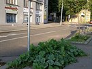 Dobrý den,
posílám fotografii cukety a rajčat, která roste pod dopravní značkou na rohu ulic Jugoslávských partizánů a Čínské v Praze 6 - Dejvicích.
Cuketa tam vyrostla již vloni, letos se k ní přidala i rajčata Dobrý den,
posílám fotografii cukety a rajčat, která roste pod dopravní značkou na rohu ulic Jugoslávských partizánů a Čínské v Praze 6 - Dejvicích.
Cuketa tam vyrostla již vloni, letos se k ní přidala i rajčata