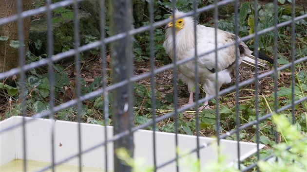 Provizorn plastov ndoby, kter oetovatel umstili do volir, zaru, e ptci bez vody nebudou.