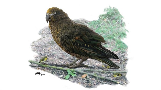 Objeven druh pradvnho obho papouka Heracles inexpectatus