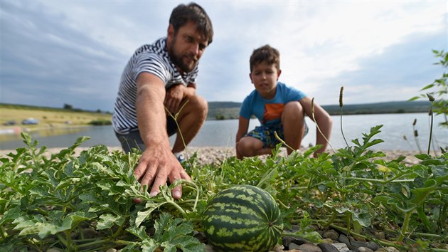 Na pli u jezera Milada v Chabaovicch na stecku vyrostl tm bez povimnut vodn meloun (srpen 2019).