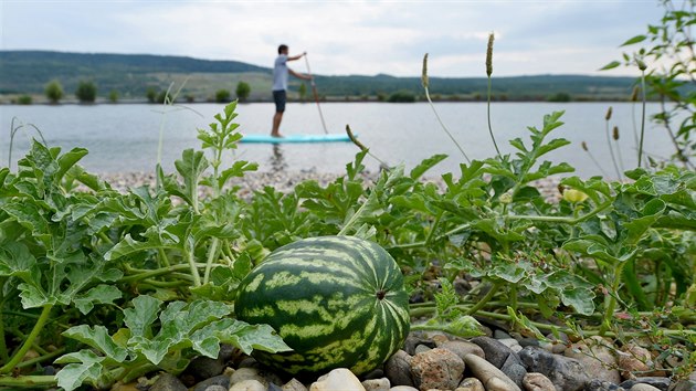 Na pli u jezera Milada v Chabaovicch na stecku vyrostl tm bez povimnut vodn meloun (srpen 2019).