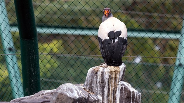 Ob volira v olomouck zoologick zahrad zvan Bbovka m za sebou velkou obnovu. Ptci u se oni vrtili, od podzimu pak budou moci pmo mezi n vyrazit nvtvnci.