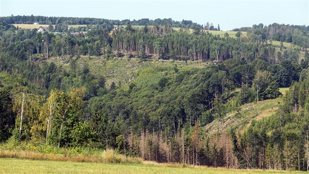 Lesy kolem Huzov na severu Olomoucka jsou pln holin, kter jsou nsledkem tby krovcem napadench smrk. V budoucnu je nahrad buk a dal hlavn listnat druhy devin.