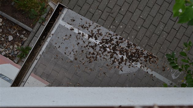 Hnzdc jiiky na bytovce v Lnch na Plzesku zanechvaj po sob trus.