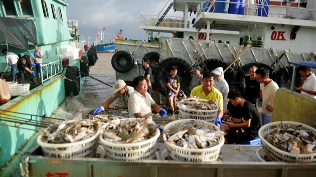 Rybi vykldaj ryby z lod, aby nepili o sv lovky pi tajfunu Lekima (8. srpna 2019).