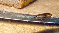V nkterých domech v ústeckých Pedlicích se rozíil velmi obtíný hmyz rus domácí.