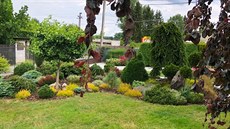 Jinan dvoulaločný ´Pendula’, smrk ztepilý 'Inversa' a vřesoviště Jinan dvoulaločný ´Pendula’, smrk ztepilý 'Inversa' a vřesoviště
