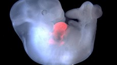 Myší embryo s vloženými kmenovými buňkami potkan z pokusu provedeného v... Myší embryo s vloženými kmenovými buňkami potkan z pokusu provedeného v...