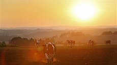 Kdy se chýlí horký letní den ke konci, ocení to i krávy na vyprahlé louce u...