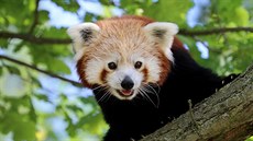 V plzeňské zoologické zahradě postrádají samce pandy červené. Utekl z... V plzeňské zoologické zahradě postrádají samce pandy červené. Utekl z...