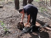 Muflona, který se zamotal do drátěné oplocenky, se nepodařilo zachránit. Muflona, který se zamotal do drátěné oplocenky, se nepodařilo zachránit.