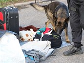 Policisté kontrolují návštěvníky mířící na Hip Hop Kemp na hradecké letiště. Policisté kontrolují návštěvníky mířící na Hip Hop Kemp na hradecké letiště.