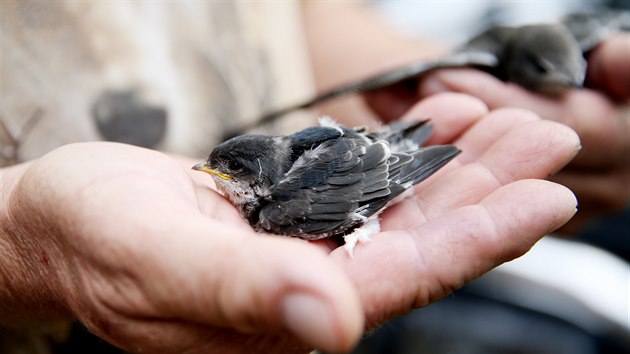 V ernovickm Ptam centru se estapadestilet ornitolog Zdenk Macha star o ti stovky zvat. Vylen jedince pout zpt do prody.