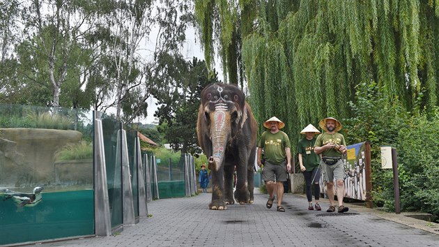 Slonice Delhi se prola mezi nvtvnky, steck zoo tak oslavila Mezinrodn den slon.
