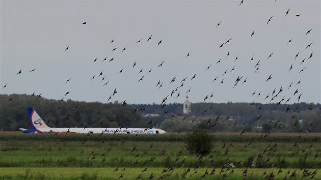 Hejno ptk nad ruskm letadlem, kter prv kvli stetu s racky nouzov pistlo v kukuinm poli u Moskvy (15. 8. 2019)