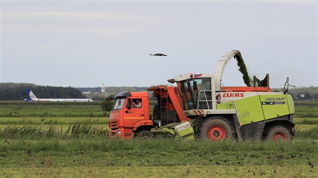 Sklize pokrauje i tak. Kombajn pracuje nedaleko ruskho letadla, kter nouzov pistlo v kukuinm poli u Moskvy (15. 8. 2019)