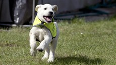 Věznice v Jiřicích na Nymbursku představila projekt Tlapka v dlani. Čtyři vězni... Věznice v Jiřicích na Nymbursku představila projekt Tlapka v dlani. Čtyři vězni...