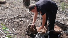 Muflona, který se zamotal do drátěné oplocenky, se nepodařilo zachránit. Muflona, který se zamotal do drátěné oplocenky, se nepodařilo zachránit.