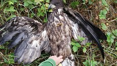 Letu neschopný mladý orel se musel s bolestivým zraněním pohybovat místem... Letu neschopný mladý orel se musel s bolestivým zraněním pohybovat místem...