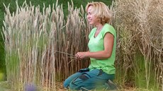 Na olomouckém výstavišti začala letní etapa květinové výstavy Flora. Hlavní... Na olomouckém výstavišti začala letní etapa květinové výstavy Flora. Hlavní...