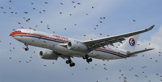 Airbus A330 spolenosti China Eastern v hejnu pták