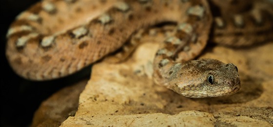 Antonn Hnzdil v Bioparku tt chov i hady. Tato zmije pestr ho utkla.