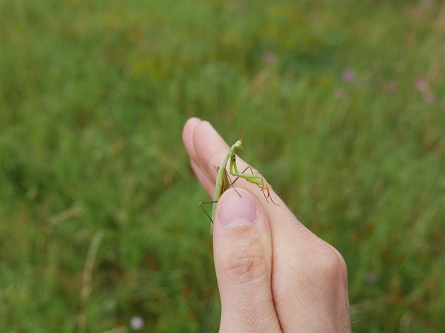 Druhový název náboná dostala kudlanka díky zvlátnímu zpsobu drení...