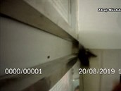 Do chodby vlétlo přes padesát netopýrů Do chodby vlétlo přes padesát netopýrů