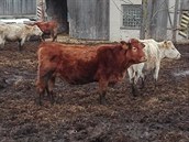 Zanedbaný skot na farmě obviněné chovatelky ze Šumperska, která pro své stádo... Zanedbaný skot na farmě obviněné chovatelky ze Šumperska, která pro své stádo...