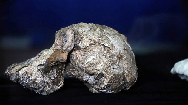 Vdci v Etiopii objevili lebku pedchdce lovka starou 3,8 milionu let. (28. srpna 2019)