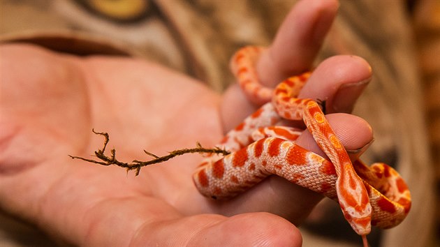 Antonn Hnzdil v Bioparku tt chov i hady.