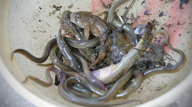 Ohrožená mihule potoční.