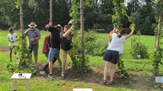 Budoucí farmái ve Frýdlantu sklízejí chmel ze kolní chmelnice. Krom chmele...