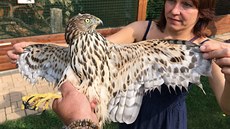 Mladému jestřábovi někdo ostříhal pera na křídlech. Nemůže tak létat a lovit... Mladému jestřábovi někdo ostříhal pera na křídlech. Nemůže tak létat a lovit...