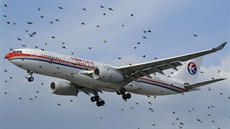 Airbus A330 společnosti China Eastern v hejnu ptáků Airbus A330 společnosti China Eastern v hejnu ptáků