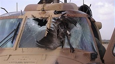 Vrtulník UH-60 Black Hawk po stetu s ptákem (jeáb popelavý)