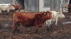 Zanedbaný skot na farmě obviněné chovatelky ze Šumperska, která pro své stádo... Zanedbaný skot na farmě obviněné chovatelky ze Šumperska, která pro své stádo...