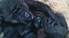 Samice šimpanze Chispi mohla přijímat potravu po operaci nejprve jen s pomůckou. Samice šimpanze Chispi mohla přijímat potravu po operaci nejprve jen s pomůckou.