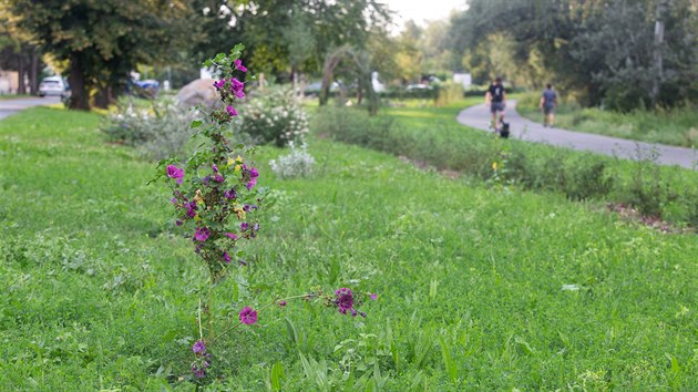 Neudrovanou plochu u Mlnskho potoka a frekventovan cyklostezky smujc na koupalit Podbrady v olomouck Betislavov ulici petvoili mstn lid pedevm ze tvrt epn a Hejn bhem dvou let v park mimo jin s ovocnmi i okrasnmi stromy a kei, jeho podobu si pedtm sami navrhli.