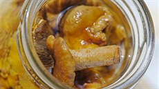 Než houby zavaříte, tepelně je předem upravte a propláchněte vodou, aby nebyly... Než houby zavaříte, tepelně je předem upravte a propláchněte vodou, aby nebyly...