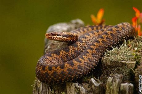 Zmije obecná (vipera berus).