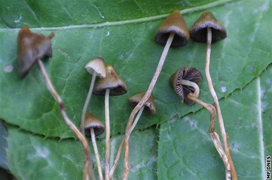 V Nizozemí je moné prodávat pouze erstvé halucinogenní houby, suené nesmí obchodníci nabízet.