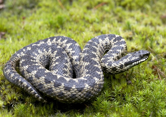 Hada nikdo nevidl, ale v eské republice se ve volné pírod vyskytuje jen zmije obecná (ilustraní snímek)